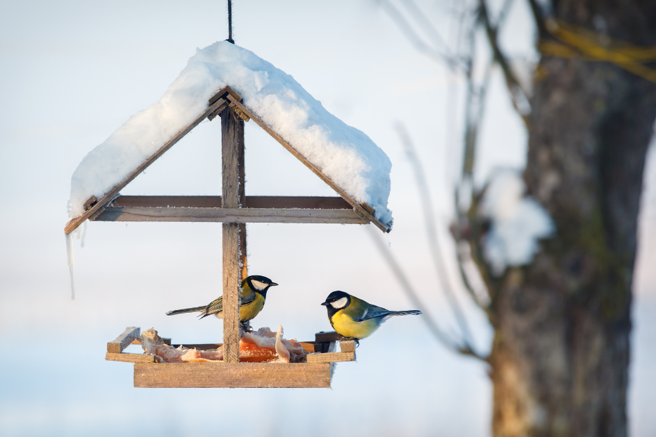 Two birds in a bird feeder